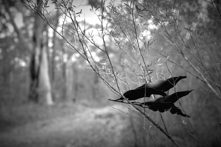 Bush fires_DSF7262